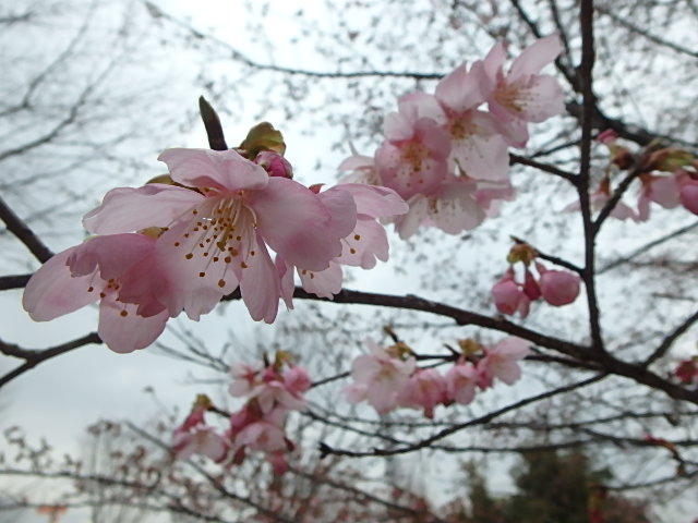 http://odawara-jigyo-kyokai.jp/wanpaku/b/image/20160224%E6%98%A5%E3%82%81%E3%81%8D%20%281%29.JPG