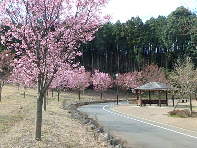 http://odawara-jigyo-kyokai.jp/wanpaku/b/image/20160327%E9%99%BD%E5%85%89%E6%A1%9C%EF%BD%A5%E9%9B%AA%E6%9F%B3%20%284%29.JPG