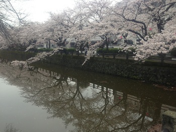 ２５堀さくら.jpg