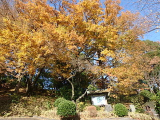 20151209晩秋辻村 (1).JPG