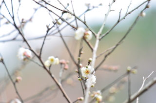 20151225春の訪れ (1).JPG