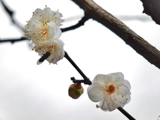 20151225春の訪れ (2).JPG