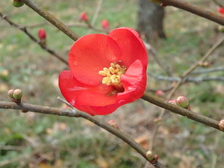 20151225春の訪れ (3).JPG