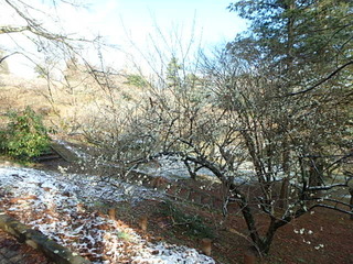 20160216雪･梅 (4).JPG