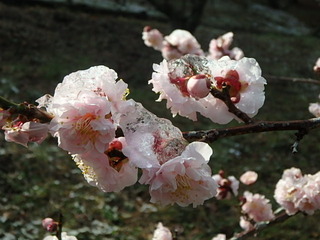 20160216雪･梅 (6).JPG