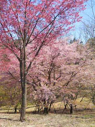 DSCN5561-001.JPG