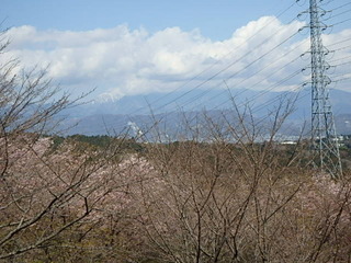 20190312桜 (1).JPG