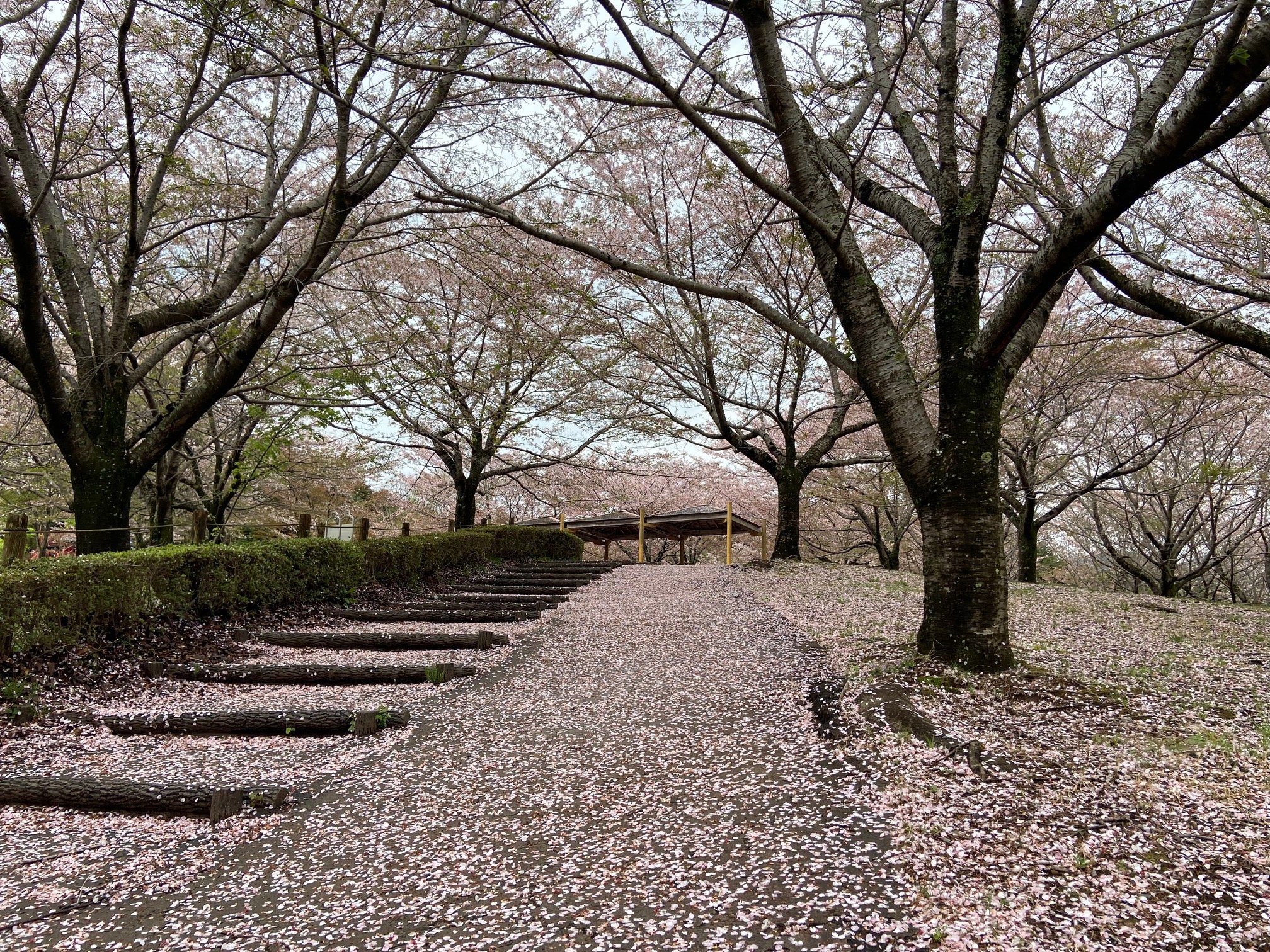 https://odawara-jigyo-kyokai.jp/wanpaku/i/image2.jpeg